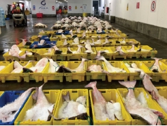 Triển vọng gia tăng xuất khẩu cá tra