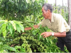 Việt Nam’s first batch of coffee under EVFTA exported