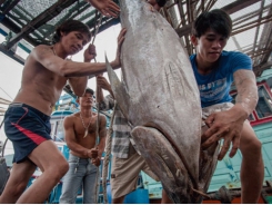 Tuna exports to EU surge thanks to trade deal