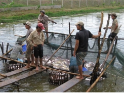 Tra fish farmers in Mekong Delta suffer losses