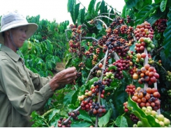 Asia Coffee-Vietnam domestic prices hit one-year high on tight supplies