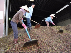 EVFTA creates robust coffee export prospects
