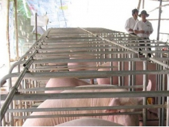 Ho Chi Minh City orders restructuring in pig farming