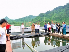 Hanoi vicinities- fish farming in combination with rice cultivation
