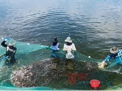 Bình Định - Fisheries achieve remarkable growth after five years