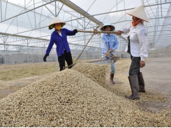 Vietnam seeks more robust coffee exports to Nordic countries