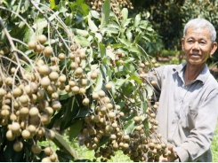 Mekong Delta fruit prices surge as travel restrictions ease