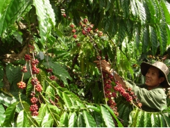 Labor shortage for upcoming coffee harvest season