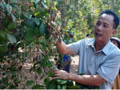 Hiệu quả phân hữu cơ vi sinh từ chất thải chế biến sắn