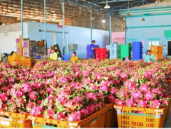 Binh Thuan dragon fruit granted geographical indication in Japan