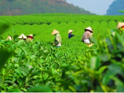 Vietnamese tea occupies more than half of Taiwan's tea import volume