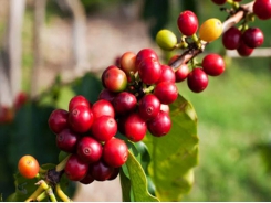 Arabica coffee export price to Thailand reaches an average of USD3,200/ton