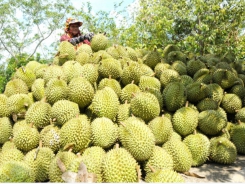 Cold storage planning needed for large fruit area