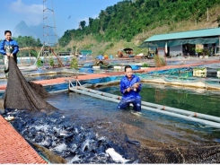 Hướng dẫn nuôi cá lồng bè trên hồ chứa