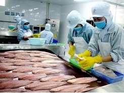 Basa fish industry in the Mekong Delta hit hard by social distancing