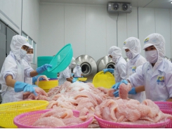 Mexico is the biggest market in Latin America of Vietnam’s tra fish