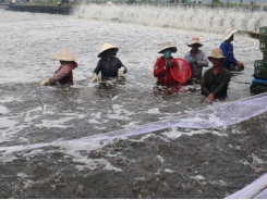 Farmers stop shrimps farming with no profit made