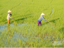 Concerns about the soaring costs of autumn-winter rice production