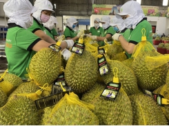 Vietnam’s durian sets on conquering demanding markets