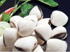 Clam exports maintain a strong increase in August