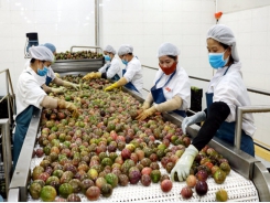 EU-qualified passion fruits: Bumper crop, good prices