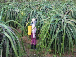 Management of pests on dragon fruits tightened