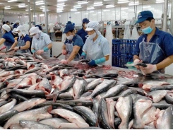 New long-term strategy needed for pangasius industry