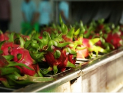 Dragon fruit with planting area code conquers the export markets