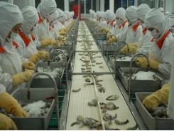 Vietnam is the third largest seafood supplier of Japan