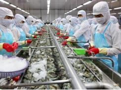 The path for the shrimp industry is still bright