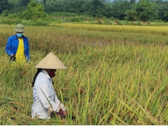 Khôi phục giống lúa Bao thai