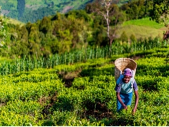 Nông nghiệp hữu cơ có thể thành 'cốt lõi mới' của mối quan hệ EU-châu Phi