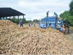 China sharply reduced imports of Vietnamese cassava, increased imports from Thailand