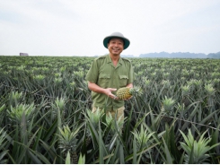 Vietnam’s fruits - entangled in tricky situations