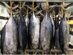 Vietnamese tuna has the largest market share in Israel