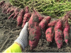 27,000 tons of purple sweet potatoes in need of consumption support