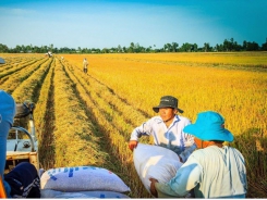 Global rice production in 2021-2022 forecasted to be record high