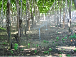 Economical irrigation, solution for sustainable agricultural development in dry areas