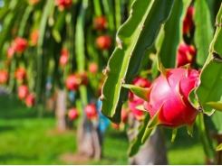 Approximately 100% of China’s dragon fruit imports from Vietnam