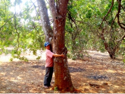 The man who owns 420 ha of organic cashew plantations meeting European and US standards