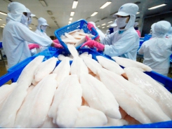 Most Vietnam’s seafood exported to the EU has certificates of origin
