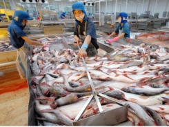 Tra fish strongly shifted to the Middle East market