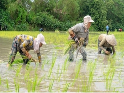 Trồng lúa không bón phân vô cơ, hiệu quả vẫn tốt