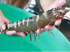 A sharp increase in black tiger shrimp exports to Spain
