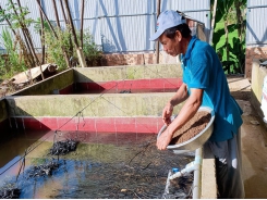 Kỹ thuật cơ bản cần lưu ý khi nuôi lươn không bùn sử dụng thức ăn viên công nghiệp