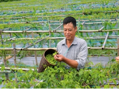 Highland farmers growing flowers for food