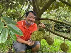 Good prices for off seasonal fruits in the Mekong Delta region