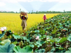 Connecting the consumption of agricultural products in Dong Thap province
