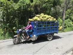 Advantages of Thai jackfruit trees in Mekong Delta