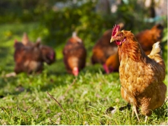 Nghiên cứu mới giúp gà thả vườn tăng cân, giảm nhiễm bệnh